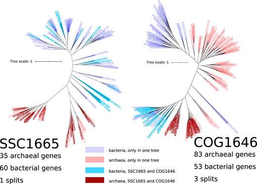 Comparison of tree topologies for two trees corresponding to the same protein family, but which contain different collections of sequences (SSC1665 on the left and COG1646 on the right). Blue colors are bacterial sequences and red colors show archaeal sequences. Sequences with darker color shades appear in both trees; lighter color-shaded labels indicate genes that only appear in a single tree. Leaf labels are gene identifiers .