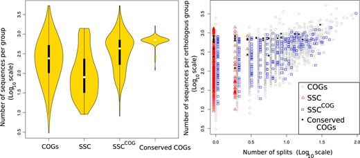 Left: Violin plot depicting the number of sequences per group discussed in the text and table 1. The black bar in the yellow area indicates interquartile ranges. Right: The number of sequences per orthologous group plotted against the number of interdomain branches (splits) found when the sequences are subjected to phylogenetic analysis (log10 scales). Expanding SSCs (red squares) with the complete set of sequences of the corresponding COGs results in SSCCOG (blue triangles).