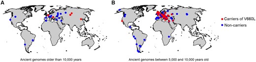 Geographic distribution of ancient genomes carrying the Neandertal-derived V660L variant. (A) Ancient genomes older than 10,000 years. (B) Ancient genomes between 5,000 and 10,000 years old.