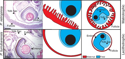 Maternal–fetal interface in Poeciliopsis. Schematic comparing the maternal–fetal interface of a matrotrophic (Poeciliopsis retropinna, top) and lecithotrophic (P. turrubarensis, bottom) species. Left panels are H&E stains showing the maternal follicle, yolk sac, and embryo. Scale bars represent 200 μm. Middle panels are a graphical representation of the H&E with maternal tissues depicted in red and fetal tissues depicted in blue. Right panels represent a zoom out to depict the entire embryo and maternal follicle for context.