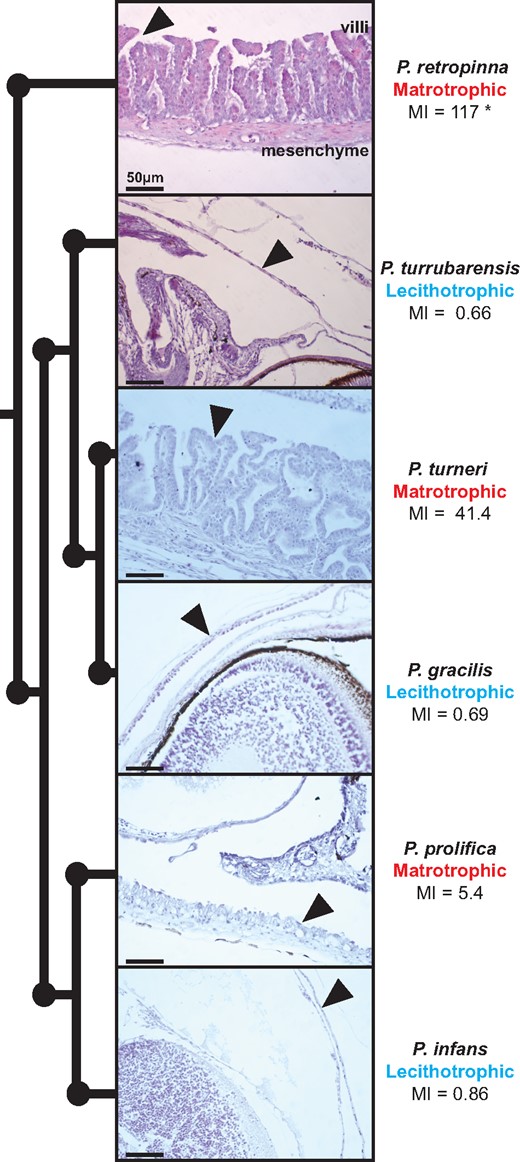 Maternal follicle exhibits great morphological diversity within Poeciliopsis. Phylogeny depicting the relationship of six Poeciliopsis species with a corresponding H&E stain for late-stage embryos with arrows indicating the position of the maternal follicle. The MI for each species was obtained from Reznick et al. (2002). *The MI of this species is variable (Hagmayer et al. 2018). Scale bars represent 50 μm.