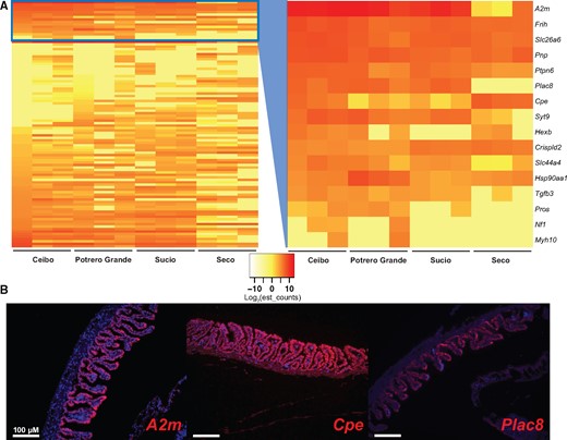 Secretory gene expression differs in different Poeciliopsis retropinna river populations. (A) Genes differentially expressed in the maternal follicle of P. retropinna collected from different river populations (n = 101). Sixteen of these genes, contained in the blue box and expanded in the second panel, have ontology related to secretion. Red indicates high expression and yellow indicates lower expression as measured by log-transformed estimated counts (see insert between heatmaps). (B) RNA-FISH of the secretion genes A2m, Cpe, and Plac8 in late-stage P. retropinna maternal follicles. Red indicates the expression of the mRNA and blue is a DAPI counterstain. Scale bars represent 100 μm.