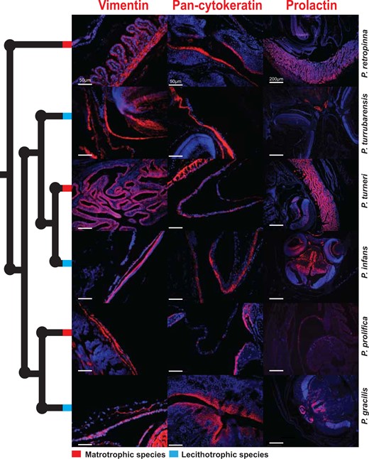 Mammalian placenta proteins expressed in cognate Poeciliopsis tissues. Immunofluorescence of mammalian placenta proteins: Vimentin, Pan-Cytokeratin, and prolactin in late-stage embryos and maternal follicles of three matrotrophic (red nodes) and three lecithotrophic (blue nodes) Poeciliopsis species. Red indicates the expression of the protein and blue is a DAPI counterstain. Scale bars represent 50 μm for the Vimentin and Pan-cytokeratin images and 200 μm for the prolactin images.