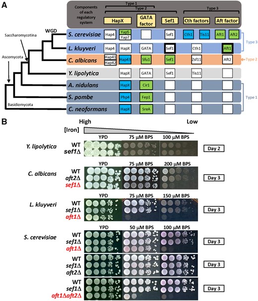 Potential components of iron-regulatory networks in yeast species and the growth of sef1Δ mutants under iron-deprived conditions. (A) Simplified phylogenetic tree for Cryptococcus neoformans, Schizosaccharomyces pombe, Aspergillus nidulans, Yarrowia lipolytica, CTG-clade yeast Candida albicans, protoploid yeast Lachancea kluyveri, and post-WGD yeast Saccharomyces cerevisiae. The partnerships of characterized and putative homologs involved in three typical types of fungal iron-regulatory systems are shown in the right panel aligned with the phylogenetic tree (rectangles with solid line: characterized genes; rectangles with dash line: uncharacterized genes; blank rectangles with dash line: homolog not identified; green: genes required for iron-uptake regulation; blue: genes required for iron-utilization regulation; rectangles with bold line: genes phenotypically characterized in this study). Yarrowia lipolytica was used as an outgroup for C. albicans and more recently diverged yeasts. (B) Iron-dependent growth of sef1Δ and AFT1-like factor deletion mutants in C. albicans, L. kluyveri, and S. cerevisiae. Yarrowia lipolytica that lacks an Aft1 ortholog was also included for comparison. The mutants showing strong growth defects under iron-deprived conditions have been placed at the bottom of each panel and are highlighted in red. The indicated concentration of the iron chelator BPS (bathophenanthrolinedisulfonic acid disodium salt) was added into YPD plates to create iron-deprived conditions. All plates were incubated at 28 °C for the indicated number of days.