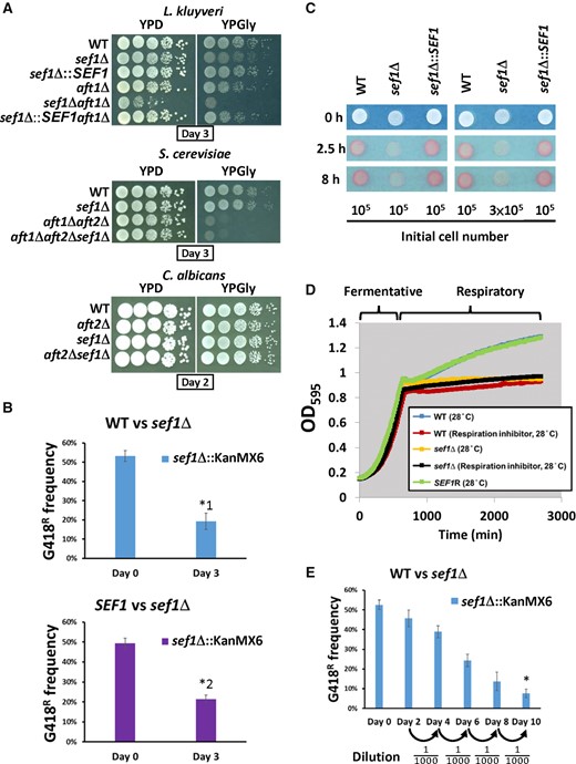 Growth of Lachancea kluyveri sef1Δ mutants under fermentative and respiratory conditions. (A) The sef1Δ mutants exhibit synthetic defects upon deletion mutations of AFT1 orthologs in L. kluyveri, but not in Saccharomyces cerevisiae or Candida albicans. (B) The L. kluyveri sef1Δ mutant (G418R) is less competitive under normal respiratory conditions. The sef1Δ mutant was competed with the wild-type (top panel) or a SEF1-reconstituted strain (bottom panel) in YPGly for 3 days at 30 °C with an initial 50:50 cell number ratio. A two-tailed Student’s t-test was used to calculate the P-value for each pair by comparing the G418R frequency of the control culture (Day 0) with the G418R frequency of the Day 3 culture. Only the pairs with P value < 0.01 are marked with * (*1: P = 0.000691888; *2: P = 0.000200426). (C) The L. kluyveri sef1Δ mutant shows lower respiration-based TTC reduction activities under respiratory conditions (YPGly). The formation of red product in the cell colonies indicates that the cells have competent TTC reduction activity. The whiter spots indicate defects in cellular respiration. (D) The L. kluyveri sef1Δ mutants show attenuated postdiauxic growth in YPD, similar to the wild type treated with the respiration inhibitor (1 µg/ml antimycin A). The growth curves were measured at 28 °C by using a Tecan plate reader with intermittent shaking. (E) The L. kluyveri sef1Δ mutant (G418R) displays lower competitiveness to the wild type in a bottleneck-based competition assay in YPD. The wild-type and sef1Δ mutant competed in YPD with an initial 50:50 cell number ratio for five cycles of 2-day coculture (log- to postdiauxic phase) at 30 °C. A bottleneck was created by subculturing into fresh YPD medium with a 1000-fold dilution between each cycle. A two-tailed Student’s t-test was used to calculate the P-value for the final pair by comparing the G418R frequency of the control culture (Day 0) with the G418R frequency of the Day 10 culture. The P value marked with * is 1.85104E-05.
