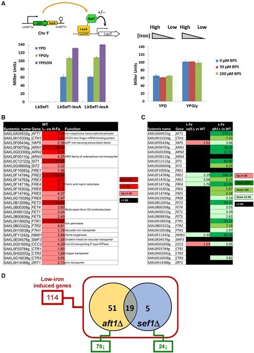 Sef1-mediated iron-dependent gene expression analyses in Lachancea kluyveri. (A) One-hybrid assays for L. kluyveri Sef1. Lk-Sef1 activates transcription in response to both fermentative (glucose) and respiratory (glycerol and ethanol) carbon sources (left panel), but not to environmental iron levels (right panel). The native-promoter-driven Sef1, which is C-terminally fused with the LexA DNA-binding domain, binds to the LexA operator (lexAOP) on the basal promoter of the lacZ reporter gene and modulates the expression of lacZ. LacZ activity was measured using the liquid-galactosidase assay. In the left panel, two independent clones of the Sef1-lexA one-hybrid strain were assayed. The β-galactosidase levels are displayed as average Miller units ± SD from at least three technical repeats. Because this system was constructed on the native SEF1 locus, the nontagging (LexA-less) strain was used as a negative control. The LexA DNA-binding domain-only had no artificial effect on transcription (see fig. 5C). (B) A total of 29 low-iron-induced genes identified as being potentially involved in iron uptake in wild-type L. kluyveri. (C) The dependency of low-iron-induced iron-uptake-related genes on Sef1 or Aft1 in L. kluyveri is shown. Gene expression of the mutants was compared with the wild type. Upregulated genes in each mutant with ≥1.5-fold change are highlighted in red. Downregulated genes in each mutant with ≥1.5-fold change are highlighted in green. Nondifferentially expressed genes (<1.5-fold change) are marked in black. (D) The dependency of low-iron-induced genes on Sef1 and/or Aft1 in L. kluyveri is displayed in the Venn diagram. Of the 114 low-iron-induced genes defined in wild type, 70 and 24 genes are downregulated in the aft1Δ and sef1Δ mutants, respectively, in comparison to wild type. For (B), (C), and (D), the RNA expression profiles from the L. kluyveri wild-type, sef1Δ, and aft1Δ cells grown to mid-log-phase under both high-iron (YPD + 400 µM ferrous ammonium sulfate) and low-iron (YPD + 200 µM BPS) conditions were compared. At least 3–4 biological repeats of each sample were analyzed. The details of analyses are shown in Materials and Methods.