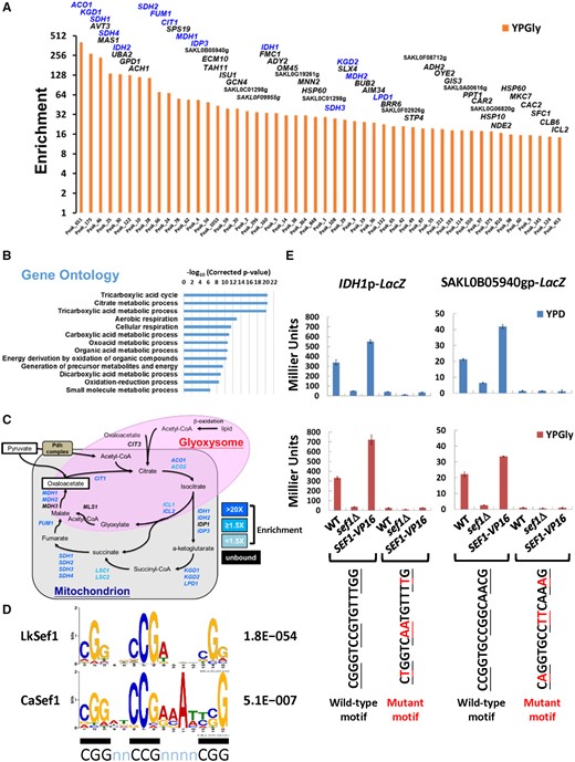 Lk-Sef1 direct targets are strongly enriched in TCA cycle genes. (A) TOP50 peaks ranked based on the enrichment values under YPGly conditions. All 895 peaks (Peak_N, x-axis) were ranked based on ChIP enrichment values (y-axis) in descending order (orange bars) (also see supplementary fig. S3, Supplementary Material online, and associated figure legend) and only the TOP50 peaks are shown. The names of target genes assigned for each peak are labeled on top of each bar, with TCA cycle genes highlighted in blue. (B) GO analysis for target genes from the TOP50 peaks. There are 56 Lachancea kluyveri target genes assigned to TOP50 peaks, which corresponded to 51 Saccharomyces cerevisiae orthologs. GO information borrowed from S. cerevisiae (SGD; GO Term Finder, version 0.86) was used to analyze the 51 orthologs. The enriched GO terms with a corrected P-value lower than 0.0001 are shown. (C) A schematic diagram of the TCA cycle and glyoxylate shunt. Both genes and pathways are included. Genes targeted by L. kluyveri Sef1 with enrichment values >1.5-fold in either YPD or YPGly conditions are highlighted in blue. Genes that are not targeted by Sef1 are marked in black. (D) The L. kluyveri Sef1 DNA recognition motif compared with the published consensus binding motif of Candida albicans Sef1. MEME-ChIP was used to generate a position weight matrix (PWM) file of the L. kluyveri Sef1 DNA recognition motif. The 250-bp sequences flanking each peak center of the TOP450 peaks were used in analyses. The C. albicans Sef1 motif was re-created by repeating the MEME analysis based on previous work (Chen et al. 2011). The consensus “CGGnnCCGnnnnCGG” motif of PWM logos is underlined with black bars. The accompanying E-value for each de novo motif prediction is indicated. (E) Verification of Sef1 motif prediction by the LacZ reporter-based promoter assay. The peak regions for the L. kluyveri IDH1 and SAKL0B05940g promoters contain only one most high-confidence (P-value < 0.0001) Sef1 binding motif. The wild-type and motif-mutated promoters were fused to the LacZ reporter gene. The mutated residues on each motif are highlighted in red. The contribution of Sef1 motifs to promoter activities was assayed in L. kluyveri wild-type, sef1Δ, and highly active SEF1-V16 cells. The LacZ activity was measured under both YPD and YPGly conditions using the liquid-galactosidase assay. The β-galactosidase levels are displayed as average Miller units ± SD from at least three technical repeats.