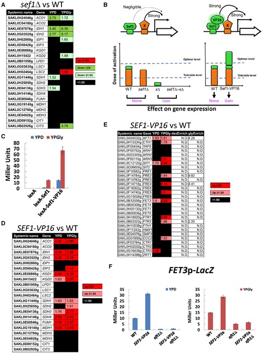 The contribution of Lachancea kluyveri wild-type Sef1 and the highly active Sef1 mutant to the expression of direct target genes. (A) Differential expression of TCA cycle genes in response to sef1Δ. The RNA expression profiles from the L. kluyveri wild-type and sef1Δ cells grown to early log-phase under both YPD and YPGly conditions were compared. A total of 21 annotated TCA cycle genes are listed and 18 of them are direct targets of Sef1 with three exceptions, IDP1, MDH3, and CIT3. (B) Proposed model of “insufficient dose of activation” on target gene expression for L. kluyveri Sef1. Left panel: The activation activity of Sef1 is negligible relative to strong transcription factor X. Therefore, deletion of SEF1 does not affect gene expression. Right panel: Sef1 transcriptional activity is enhanced by fusing with a VP16 domain. When the additive activation dose from Sef1-VP16 and factor X exceeds the threshold of the optimal level, gene expression will be further induced. “Tolerable level” represents the minimal dose of transcriptional activation to maintain the wild-type gene expression level. “Optimal level” is the minimal dose of transcriptional activation to gain higher gene expression than the wild-type level. (C) One-hybrid assays for C-terminally VP16-fused L. kluyveri Sef1. The Sc-ADH1 promoter-driven Lk-Sef1 and Lk-Sef1-VP16, which are N-terminally fused with LexA protein, bind to the LexA operator (lexAOP) on the basal promoter of the lacZ reporter gene and modulate the expression of lacZ. LacZ activity was measured using the liquid-galactosidase assay. The β-galactosidase levels are displayed as average Miller units ± SD from at least three technical repeats. (D) Differential expression of TCA cycle genes in response to the gain-of-function SEF1-VP16 mutation. The RNA expression profiles from the L. kluyveri wild-type and SEF1-VP16 cells grown to early log-phase under both YPD and YPGly conditions were compared. (E) Differential expression of iron-uptake-related genes in response to the gain-of-function SEF1-VP16 mutation. The RNA expression profiles from the L. kluyveri wild-type and SEF1-VP16 cells grown to early log-phase under both YPD and YPGly conditions were compared. The terms “dexEnrich” and “glyEnrich” represent enrichment values of Sef1-binding from ChIP-seq data under glucose and glycerol conditions, respectively. “N.D.” means the gene is not targeted by Sef1. (F) The activities of the FET3 promoter were assayed in L. kluyveri wild-type, SEF1-V16, aft1Δ, and SEF1-VP16/aft1Δ cells. LacZ activity was measured under both YPD and YPGly conditions using the liquid-galactosidase assay. The β-galactosidase levels are displayed as average Miller units ± SD from at least three technical repeats. For (A), (D), and (E), upregulated genes in each mutant with ≥1.5-fold change are highlighted in red. Downregulated genes in each mutant with ≥1.5-fold change are highlighted in green. Nondifferentially expressed genes (<1.5-fold change) are marked in black. At least 3–4 biological repeats of each sample were analyzed. The details of analyses are shown in Materials and Methods.