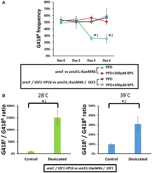 Fitness consequences of the highly active Sef1 strain in Lachancea kluyveri. (A) The SEF1-VP16 mutant in L. kluyveri is more competitive than the wild type under low-iron conditions. Competition assays were performed by mixing the tested strains (ura3−; G418-sensitive) with the reference wild-type strain (ura3Δ::KanMX6; G418-resistant) at an initial 50:50 cell number ratio for 6 days at 30 °C. Four sets of the competition were conducted as follows: (blue closed circle) the G418-sensitive wild type was competed with the G418-resistant wild type in YPD; (red closed circle) the G418-sensitive wild type was competed with the G418-resistant wild type in YPD + 200 µM BPS; (black open circle) the G418-sensitive SEF1-VP16 mutant was competed with the G418-resistant wild type in YPD; and (green open circle) the G418-sensitive SEF1-VP16 mutant was competed with the G418-resistant wild type in YPD + 200 µM BPS. Each frequency of G418-resistant cells is shown on the y-axis at the indicated time (2-day intervals). A two-tailed Student’s t-test was used to calculate the P-value for each pair by comparing the frequencies at Day 0 with the frequencies for the other days. Only the pairs with P value <0.01 are marked with * (*1: P = 9.09665E − 07; *2: P = 0.00036). (B) The SEF1-VP16 mutant in L. kluyveri is more resistant to desiccation than the wild type. Desiccation assays were performed by mixing the SEF1-VP16 strain (ura3−; G418-sensitive) with the reference wild-type strain (ura3Δ::KanMX6; G418-resistant) at an initial 50:50 cell number ratio and air-dried for 24 h at 28 or 39 °C. Each ratio of G418-sensitive to -resistant cells is shown. A two-tailed Student’s t-test was used to calculate the P-value for each pair by comparing the G418S-to-R ratio of the control sample (without desiccation) with the G418S-to-R ratio of the desiccated sample. Only the pairs with P value <0.01 are marked with * (*1: P = 0.004867043; *2: P = 0.000600783).