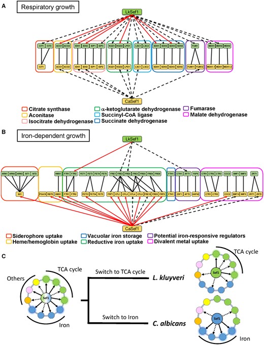 Summary of Sef1 plastic rewiring by comparing Lk-Sef1 with Ca-Sef1. (A) Direct TCA cycle gene regulation by Sef1 in Lachancea kluyveri and Candida albicans. (B) Direct iron-uptake-related gene regulation by Sef1 in L. kluyveri and C. albicans. The dashed black arrows indicate Sef1 binding to the promoter of the target gene, as confirmed by ChIP-seq data. The solid red arrows represent that Sef1 not only targets the gene directly but also is essential for gene expression according to microarray analyses. The homologous groups of TCA cycle genes or iron-uptake-related genes are classified by differently colored rectangles as indicated. (C) The proposed switches in the function of Sef1 from a hypothetical common ancestor.