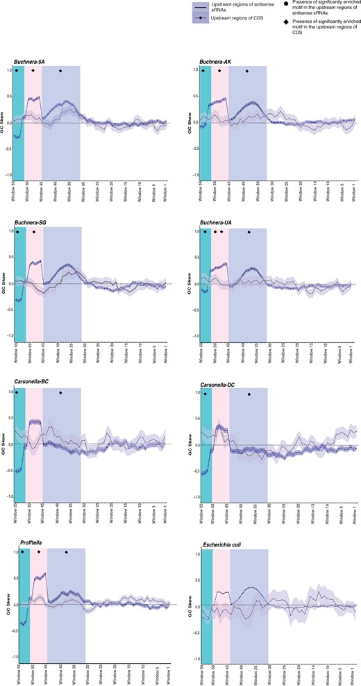 Sliding window analysis of the GC skew found in the 61 nt upstream region of expressed asRNAs and coding sequences in symbiont lineages and Escherichia coli. The shaded region around each line represents the standard error. Sample sizes: Buchnera 5A: CDS = 558, asRNAs = 90; Buchnera-AK: CDS = 569, asRNA = 70; Buchnera-SG: CDS = 545, asRNAs = 73; Buchnera-UA CDS = 539, asRNAs = 76; Carsonella-BC: CDS = 196, asRNAs = 36; Carsonella-DC: CDS = 207, asRNAs = 33; Profftella: CDS = 367, asRNAs = 181; E. coli: CDS = 4,140, asRNAs = 16.