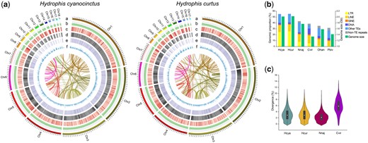 Genomic features of Hydrophis cyanocinctus and H. curtus. (a) Circos view of the genome assemblies (HCya_v2 and HCur_v2) of H. cyanocinctus and H. curtus. Tracks depict circular representation of haplotype chromosomes in megabases (Mb, a), GC percentage (b), the density of protein-coding genes, TEs, LTR elements (c–e), and gene expression profile of venom gland (f). Lines inside the circle indicate within-genome links between syntenic paralogs. (b) Bar plot comparing the genomic fractions of different classes of repeat elements and estimated genome size among six snakes. The repeat contents in the genomes of Naja naja, Ophiophagus hannah, Crotalus viridis, and Python bivittatus were retrieved from their publications (Castoe et al. 2013; Schield et al. 2019; Suryamohan et al. 2020). The assembly size of C. viridis genome (UTA_CroVir_3.0) was used as there had been no determined or estimated genome size reported for this species. (c) Violin plot showing the frequency distribution of sequence divergence between LTR pairs in the genomes of four snakes. Species name abbreviations: Hcya, H. cyanocinctus; Hcur, H. curtus; Nnaj, N. naja; Cvir, C. viridis; Ohan, O. hannah; Pbiv, P. bivittatus.
