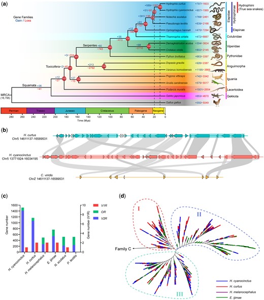 Evolutionary trajectories of true sea snakes and associated gene families. (a) A time-calibrated phylogram of 15 representatives in squamata using Gallus gallus (Chicken) as an outgroup. Gains (in blue) and losses (red) of gene families are denoted along nodes and branches. Numbers in circles at nodes refer to the bootstrap support values. The estimated divergence dates of terrestrial Hydrophiinae–Hydrophiini and Hydrophis cyanocinctus–H. curtus are indicated by dashed lines. MRCA, most recent common ancestor. Ma, million years ago. (b) The largest consecutive cluster of vomeronasal type-2 receptor (V2R) genes in H. cyanocinctus comprises 35 tandemly arrayed copies on Chromosome 5. The homologous region in the genome of H. curtus contains 30 V2R copies, whereas only seven copies were found in that of Crotalus viridis. Non-V2R genes are represented by uncolored arrows. Syntenic orthologs between species are linked by gray bands. The translucent rectangles indicate regions of V2R genes that may arise from segmental duplications. (c) Gene counts of V2R, V1R, and OR identified in the genomes of six selected snakes. The values for H. melanocephalus and Emydocephalus ijimae were retrieved from the publication (Kishida et al. 2019). (d) An unrooted phylogenetic tree of V2Rs in H. cyanocinctus, H. curtus, H. melanocephalus, and E. ijimae. The tree was constructed using the extracellular domains of V2Rs with two TAS1R proteins (XP_008122812.1, XP_003228982.3) from Anolis carolinensis as outgroups. The clade ancestral to Group I contains four V2Rs from the four species that are classified into Family C according to (Yang et al. 2005).
