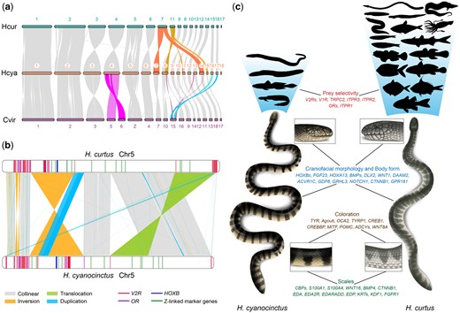 Global and local genomic structural differences promote divergent evolution in sea snakes. (a) Chromosomal synteny between Hydrophis cyanocinctus, H. curtus, and Crotalus viridis. Syntenic blocks are linked by shaded bands. Potential chromosome fissions/fusions are highlighted with different colors. (b) Local rearrangements and structural varaitions (SVs) between Chromosome 5 of H. cyanocinctus and H. curtus. Key functional genes are denoted with colored sticks in the chromosome containers. The largest inversion INV16903 and translocation INVTR19226 together cover 90 V2R genes and seven ChrZ-linked markers (NOSIP, MYST2, GH1, TUBG1, GAD2, WAC, and KLF6) in H. curtus. (c) Schematic of distinct phenotypic traits of the two sea snakes and associated genes interfered by candidate SVs. The silhouettes represent varied body shapes and taxonomy of prey as listed in supplementary table S25, Supplementary Material online.
