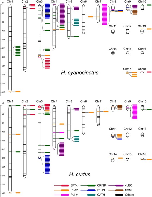 Genomic locations of major venom-related genes in Hydrophis cyanocinctus and H. curtus. Colored sticks indicate the locations of venom-related genes along chromosomes, and colored ellipses denote gene copies in clusters. The venom-related genes on unassigned scaffolds are not shown (supplementary tables S36 and S37, Supplementary Material online). 3FTx, three-finger toxin; PLA2, phospholipase A2; CRISP, cysteine-rich secretory protein; vKUN, venom Kunitz-type protease inhibitor; vLEC, venom lectin; SVMP, snake venom metalloproteinase; PLI-γ, gamma-type phospholipase A2 inhibitor; CATH, cathelicidin.