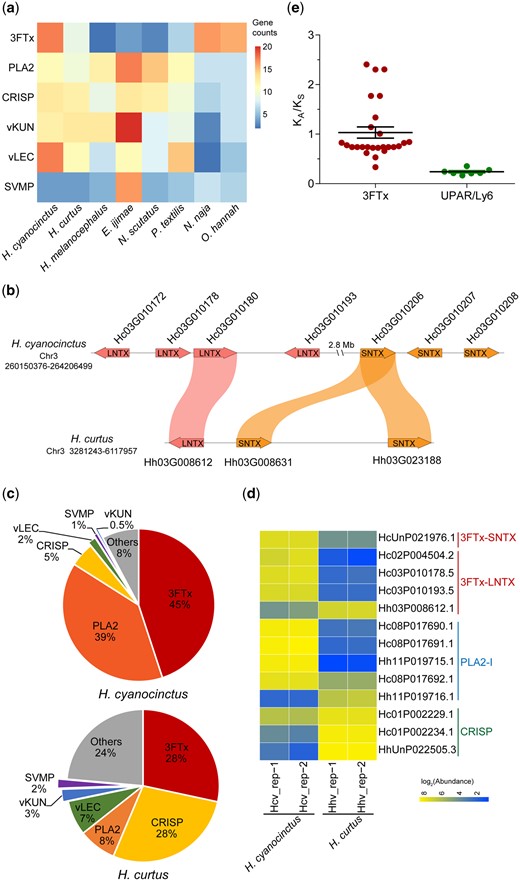 Divergent evolution of venom gene families observed in multiomics. (a) Matrix of copy numbers of six venom-related gene families identified in the genomes of eight Elapidae species. (b) Microsynteny of 3FTx genes on Chromosome 3 of Hydrophis cyanocinctus and H. curtus. (c) Pie charts displaying the percentage composition of venom-related transcripts in the venom gland mRNA expression profile of H. cyanocinctus and H. curtus. Transcript abundance levels were measured from three individuals per species using the algorithm of FPKM (fragments per kilobase of gene per million mapped reads). (d) Heat map showing the differential expression of venom proteins of 3FTx, PLA2, and CRISP family. Each row refers to a homologous protein group detected in the pooled venom proteome by mass spectrometry. (e) Comparison of KA/KS values of 3FTx genes and their nontoxin paralogs (UPAR/Ly6 domain-containing genes) in H. cyanocinctus. Horizontal lines among the dots represent the means±SEM. 3FTx, three-finger toxin; SNTX, short neurotoxin; LNTX, long neurotoxin; PLA2-I, type-I phospholipase A2; CRISP, cysteine-rich secretory protein; vKUN, venom Kunitz-type protease inhibitor; vLEC, venom lectin; SVMP, snake venom metalloproteinase.