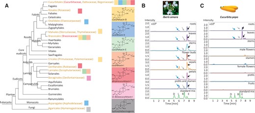 Distribution of cucurbitacins across families in the Eukaryota and their accumulation pattern in a brassicaceous and a cucurbitaceous species. (A) Phylogenetic relationships in Eukaryota indicating multiple origins of cucurbitacin biosynthesis. The picture was adapted according to Stevens, P. F. (2001 onwards). Angiosperm Phylogeny Website. Version July 14, 2017 (http://www.mobot.org/MOBOT/research/APweb/). Note, only the major cucurbitacins in each order are shown color-coded. (B) LC-ESI-MS extracted ion chromatograms (EIC) of extracts from roots, leaves, stems, flower buds, sepals, petals, pistils, and stamen of 8-week-old Iberis amara plants. (C) LC-ESI-MS extracted ion chromatograms (EIC) of extracts from Cucurbita pepo roots, leaves, stems, male flowers, stamen, female flowers, pistils, and fruits. The extracted ions at m/z 539, 537, 581, and 579 are representative of sodium adducts of cucurbitacin D, I, B, E, respectively. Peaks indicated by blue, gray, and black arrows were verified by comparing the corresponding mass spectra to those of authentic cucurbitacin I, B, and E standards, respectively.