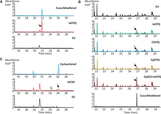 Identification and characterization of Iberis amara cucurbitadienol synthase. (A) Total ion current (TIC) GC-MS chromatograms of extracts from an empty vector (EV) control yeast strain (black) and a strain expressing IaCPQ (red), and of purified cucurbitadienol as a standard (blue). The peak indicated with a black arrow at 21.9 min corresponds to cucurbitadienol. (B) TIC GC-MS chromatograms of extracts from Nicotiana benthamiana leaves agro-infiltrated with an EV control, IaCPQ, ClCPQ, CpCPQ, and CpSE2 with IaCPQ, and the chromatogram of the cucurbitadienol standard. Black arrows indicate the cucurbitadienol peak. (C) TIC GC-MS chromatograms of extracts from an EV control yeast strain (black) and a strain expressing IaCAS (red), and the chromatogram of a cycloartenol standard (blue). The peak indicated with a black arrow eluting at 26.2 min corresponds to cycloartenol. The second peak indicated with a green arrow eluting at 24.5 min likely corresponds to 31-norcycloartenol. Note, the GC-MS analysis program for yeast samples differs slightly from the one used for GC-MS analysis for plant extracts, giving rise to differences in retention times.