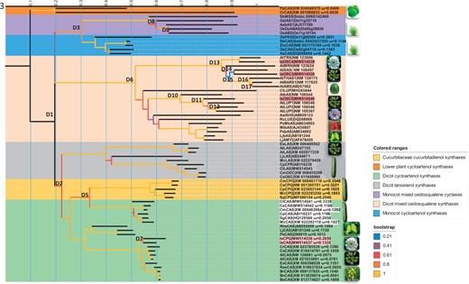 Iberis amara cucurbitadienol synthase evolved from I. amara cycloartenol synthase. The evolutionary history of OSCs was inferred by using the maximum likelihood method to build a rooted tree. About 67 OSCs nucleotide sequences were selected so they broadly represent OSCs from species with known product profiles. The coding sequences were aligned based on codons. Branches of CASs and CPQs were labeled with ω values. Branches were color coded corresponding to their bootstrap value. Predicted gene duplications were identified by searching for all branching points in the topology with at least one species that is present in both subtrees of the branching point. D1–D17 indicate duplicate events. The scale bar represents the number of substitution sites corresponding to the branch length. Evolutionary analyses were conducted in MEGA X. Note, some species pictures on the tree represent the cucurbitaceous species, brassicaceous specious, fabaceous species, Arabidopsis species, monocot species, lower plants. Only pictures for I. amara, Citrullus lanatus, Ricinus communi, Aster tataricus represent single species. Gene names from I. amara were coded with light red background. CAS names from cucurbitacecous species were colored with white background. Lj, Lotus japonicus; Ps, Pisum sativum; As, Avena strigose; Rc, Ricinus communi; Ast, Aster tataricus; Rhs, Rhizophora stylosa; Mt, Medicago truncatula; Sg, Siraitia grosvenorii; Mc, Momordica charantia; Cp, Cucurbita pepo; Cl, Citrullus lanatus; Cs, Cucumis sativus; Cm, Cucumis melo; Cr, Capsella rubella; Rs, Raphanus sativus; At, Arabidopsis thaliana; Al, Arabidopsis lyrate; Br, Brassica rapa; Bo, Brassica oleracea; Es, Eutrema salsugineum; Cs, Camelina sativa; Ia, I. amara; Os, Oryza sativa; Sb, Sorghum bicolor; Zm, Zea mays; Pp, Physcomitrella patens; Cr, Chlamydomonas reinhardtii. IAS1, isoarborinol synthase 1, ABAS, mixed α- and β-amyrin synthase; ABS, achilleol B synthase; MSS, mixed simiarenol synthase; PKS, parkeol synthase; ABS, arabidiol synthase; SAS, seco-amyrin synthase; TRS, Tirucalladienol synthase; OSC, oxidosqualene synthase; PEN1, pentacyclic triterpene synthase 1; PEN6, pentacyclic triterpene synthase 6; PEN3, pentacyclic triterpene synthase 3; THAS1, thalianol synthase 1; BARS1, baruol synthase 1; MRN1, marneral synthase 1; LUP, Lupeol synthase; CPR, putative oxidosqualene cyclase; CPX, cycloartenol synthase; CPQ, cucurbitadienol synthase; CAS, cycloartenol synthase; LAS, lanosterol synthase; AMY2, mixed β-amyrin synthase; MbAS, multifunctional β-amyrin synthase; bAS, β-amyrin synthase.
