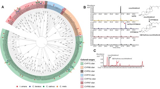 CYP708A16 belongs to the CYP708 family and catalyzes the conversion of cucurbitadienol to 16β-hydroxy-cucurbitadienol. (A) Maximum likelihood phylogenetic tree of Iberis amara and selected Arabidopsis thaliana P450 amino acid sequences. Bootstrap values in % are shown at the branch points. The tree was constructed with MEGA X and depicted using the online tool iTOL v5. (https://itol.embl.de/). The assembled 25 full-length I. amara P450s (MW514544, MW514545, MW514546, MW514547, MW514552, MW514553, MW514554, MW514555, MW514557, MW514558, MW514559, MW514560, MW514561, MW514562, MW514563, MW514564, MW514565, MW514566, MW514567, MW514568, MW514569, MW514570, MW514571, MW514572) from the Miseq data and additional full-length CYP708As (MW514548, MW514549, MW514550, MW514551, MW514556) assembled from the Hiseq data are labeled with red dots. Cucurbitacin biosynthetic related P450 genes from Citrullus lanatus (blue dot), Cucumis sativus (green dot), Cucumis melo (orange dot) (Zhou et al. 2016), and selected P450 sequences from A. thaliana are also included in the tree. (B) GC-MS chromatograms of the cucurbitadienol standard and extracts from Nicotiana benthamiana leaves agro-infiltrated with an EV control and vectors expressing IaCPQ, CYP708A16, and IaCPQ together with CYP708A16. Peaks in the gray box indicate cucurbitadienol. The red arrow indicates the unique peak in the extract of the IaCPQ and CYP708A16 co-expressing leaves. (C) TIC GC-MS of extracts from yeast strains expressing McCPQ, and McCPQ with CYP708A16. Cucurbitadienol is indicated with a black arrow. The peak of 16β-hydroxy-cucurbitadienol is indicated with a red arrow. Note, the GC-MS analysis program for yeast samples differs slightly from the one used for GC-MS analysis for plant extracts, giving rise to the observed differences in retention times.
