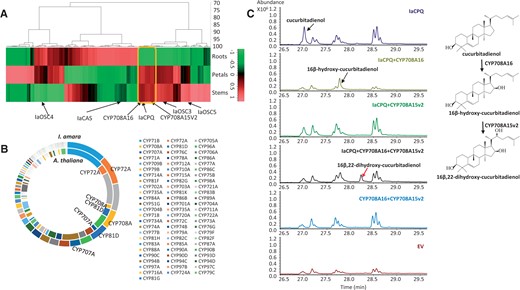IaCYP708A15v2 catalyzes 22-hydroxylation in the cucurbitacin biosynthesis. (A) Hierarchical cluster heat map of expression patterns of the 287 P450 contigs and five oxidosqualene cyclases expressed in the roots, petals, and stems of Iberis amara. Putative biosynthetic P450 genes involved in cucurbitacin biosynthesis are marked by a yellow box. (B) Doughnut chart was drawn based on the exact number of genes from each P450 subfamily of I. amara (outer doughnut) and Arabidopsis thaliana (inner doughnut). Each subfamily was color coded. In particular, the CYP72A, CYP708A, CYP81D, and CYP707A subfamilies were expanded in I. amara as compared with A. thaliana. (C) GC-MS chromatograms of extracts from Nicotiana benthamiana leaves agro-infiltrated with EV control and vectors expressing IaCPQ, IaCPQ+CYP708A16, IaCPQ+CYP708A15v2, IaCPQ+CYP708A16+CYP708A15v2, and CYP708A16+CYP708A15v2. Cucurbitadienol and 16β-hydroxy-cucurbitadienol are indicated with black arrows. The new peak that appeared only in the extract from IaCPQ+CYP708A16+CYP708A15v2 expressing leaves is indicated by a red arrow.