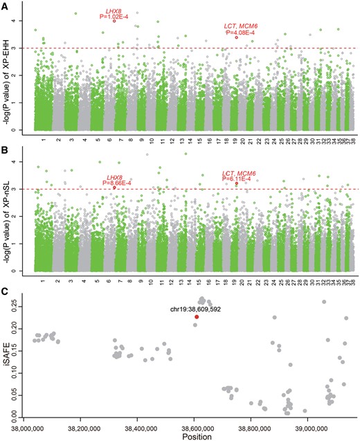The positive selection analysis of European dogs. Genome scans with XP-EHH (A) and XP-nSL (B). Red dotted line marks empirical P = 0.001. (C) iSAFE analysis across 1.2 Mb around chr19:38,609,592 (red).