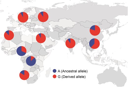 The distribution SNPs of LCT in the global panel. Red portions of the pies represent the ratio of LCT SNP (G) whereas the blue represents the ratio of LCT SNP (A). The breed origin was obtained from FCI.