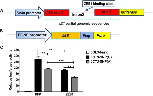 LCT SNP (G > A) influences the suppression of LCT expression with the involvement of ZEB1. (A) A schematic representation of the LCT construct. The DNA sequence including exon2, intron2, and exon3 of LCT are linked by a promoter and luciferase. (B) A schematic representation of the ZEB1 construct. ZEB1 is linked by a promoter, flag and puro. (C) HEK-293T cells were cotransfected with pCMV-Renilla (control), LCT SNP (G) or LCT SNP (A) Luciferase reporter construct as well as the ZEB1 expressing vector in sextuplicate. Two days after transfection, the cells were collected for the dual-luciferase reporter assays. Data are means ± SD. ** Mean P < 0.05 (t-test), *** Mean P < 0.001. RFP, red fluorescent protein.