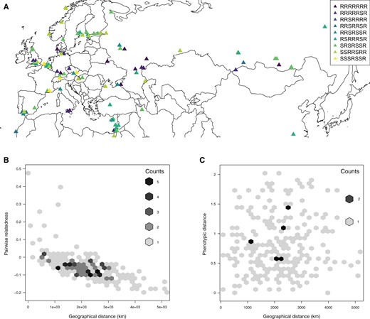 (A) Resistotypes designations for the 125 Daphnia magna clones from across Eurasia and North Africa used in this study. Seven-letter codes indicate R (resistant to spore attachment) or S (susceptible) for the following parasite clones (in order): C1, C19, P15 (hindgut attachment), P15 (foregut attachment), P20, P21 (hindgut attachment), and P21 (foregut attachment). To improve readability, only resistotypes found at least four times are shown. (B) Plot of relatedness using genomic SNP data for 23 clones sampled from the same populations as in B against their pairwise geographic distance. Counts indicate overlaying data points. (C) Plot of pairwise geographic distance and pairwise distance of resistance phenotypes for 23 D. magna populations. Phenotypic distance is measured as the pairwise Euclidean distance incorporating population differences in the frequencies of resistotypes.
