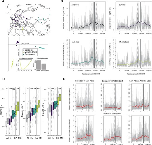 Genetic diversity and population genetic parameters in the genomic region flanking the D. magna’s resistance QTL. (A) Sites of origin and DAPC on 8,978 genome-wide SNPs with no missing data sampled every kb for 125 D. magna genotypes. The DAPC analysis identified three major groups: Europe+ (E+), East-Asia (EA), and Middle-East (ME). (B) Empirical P values for nucleotide diversity in 1-kb windows for all 125 D. magna clones and the three geographic groups. Diversity statistics are ranked in decreasing order to obtain P values, so low P values correspond to high diversity. The resistance supergene region (QTL locus ± 100 kb) is located between the two dotted lines. The supergene itself is masked in gray due to very poor mapping of short reads to this region (positions 1,435,000 to 1,490,000 on scaffold00944). Coordinates correspond to D. magna 2.4 genome. Negative coordinates correspond to a region in the PacBio scaffold that mapped outside the original scaffold00944 (see supplementary fig. S1, Supplementary Material online). (C) Neutrality statistics (over 1-kb windows) in the region around the resistance supergene compared with genome-wide values (excluding scaffolds shorter than 10 kb in genome version 2.4). In all pairwise comparisons, the boxplots on the left and right correspond to the genomic background and the region around the resistance supergene, respectively. For Fu and Li’s F and Fu and Li’s D, Daphnia similis was used as an outgroup; higher values are associated with frequency spectra skewed toward ancestral variants and alleles at intermediate frequencies, supporting balancing selection. P values were obtained from Wilcoxon rank-sum tests (NS: nonsignificant; *: P < 0.05; ***: P < 0.001). Color codes as in figure 2. (D) Empirical P values for divergence statistics. The upper panels show the FST, which is expected to be reduced if balancing selection is present, for all three pairwise comparisons among the geographic regions Europe+, East-Asia, and Middle-East. In that case, FST values are ranked in increasing order to obtain the empirical P value. The lower panel shows the absolute divergence, dxy, for the same pairs, which is expected to increase if there are ancient polymorphic alleles.