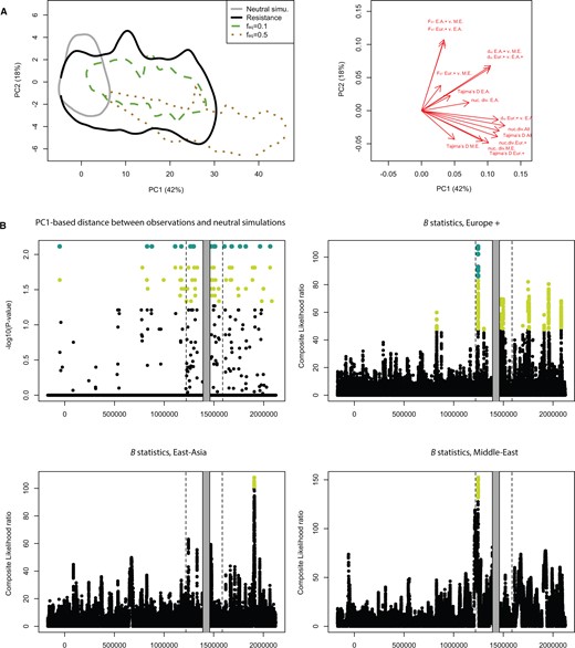 Comparisons of diversity between the resistance region, simulations, and the rest of the genome. (A) Principal components analysis (PCA) of 10 million neutral coalescent simulations. The statistics used include nucleotide diversity, pairwise divergence statistics, and Tajima’s D (correlation circle displayed in the right panel). Predicted values for the resistance region and two sets of SLiM3 NFDS simulations are also shown. The SLiM3 simulations were obtained with a fraction of new mutations recruited by selection of 0.1% and equilibrium frequencies (feq) of 10% and 50%. The envelopes cover 95% of points from each category. (B) The upper-left panel shows Bonferroni-corrected P values obtained from comparing observations and neutral coalescent simulations for each 1-kb window. Light green points indicate P values < 0.05 and large dark green dots indicate P values < 0.01. The three other panels show the B0,MAF statistics. Composite likelihood ratio for each of the three geographic groups. The statistics compares local allele frequency spectra to the genome-wide spectrum and compares the likelihood of a model with balancing selection against a neutral model. Light green points indicate the highest 1% of scores genome wide, whereas large dark green dots indicate those among the top 0.5%.