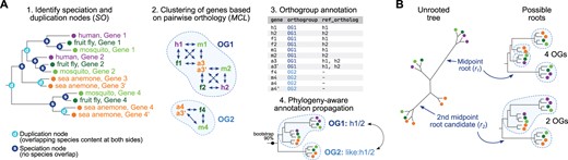 (A) Summary of the main steps in Possvm. The final step produces an annotated table with the orthology group assignments of each gene, as well as, optionally, their orthologs in a reference species (human in this example). (B) Example of the iterative midpoint rooting procedure. In this example, the original root (r1) results in the identification of four orthogroups whereas the second iteration (r2) results in two.