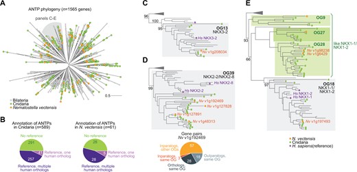 (A) Global phylogeny of ANTP genes in bilaterians, cnidarians, and placozoans. (B) Summary of annotated genes in Cnidaria and in Nematostella vectensis. (C–E) Three examples of Possvm annotations from the ANTP phylogeny, including reporting evolutionary relationships at the gene pair level.