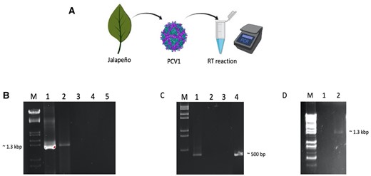 Reverse transcription activity of PCV1 virions using homologous and heterologous dsRNA templates. (A) A schematic representation of the assay using PCR to detect cDNA. (B) cDNA products of PCV1 dsRNA detected by PCR using RdRp primers; M: DNA marker, 1, MMuLV-RT used as enzyme, 2, PCV1 virions used as enzyme in RT reaction, 3, negative control (no enzyme), 4, negative control (no template), 5, negative control (isolated fraction from uninfected Jalapeño pepper used as enzyme in RT reaction). (C) RT-PCR analysis using ZMCV1 dsRNA as heterologous RNA template with ZMCV1-RdRp primers; M, DNA marker, 1, PCV1 virions used as enzyme, 2, negative control (no enzyme), 3, negative control (no template), 4, MMuLV used as enzyme in RT reaction. (D) RT-PCR analysis using PCV1 virions as the source of RNA template and PCV1-RdRp primers; M, DNA marker, 1, PCV1 virions were boiled and the RT reaction was without RT enzyme, 2, virions were boiled and then PCV1 virions were added to RT reaction as RT enzyme.