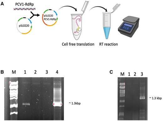 In vitro translated PCV 1 RdRp is active as an RT. (A) a schematic of in vitro translation of PCV1 RdRp and determination the RT activity of protein through RT-PCR. (B) RT-PCR analysis using PCV1 dsRNA as RNA template and PCV1-RdRp primers; M, DNA marker, 1, in vitro translated PCV1 RdRp as enzyme, 2, negative control (no enzyme), 3, negative control (no primer), 4, MMuLV used as enzyme. (C) RT-PCR analysis using PCV1 dsRNA as RNA template and PCV1-RdRp primers, RT reactions at 42°C; M, DNA marker, 1, negative control (no enzyme), 2, in vitro translated PCV1 RdRp used as RT enzyme, 3, MMuLV used as enzyme.
