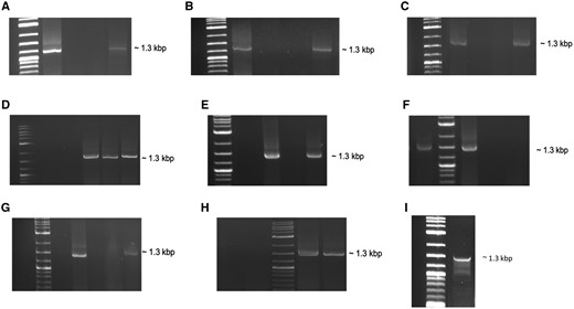 RT activity of various recombinant partitivirus RdRp enzymes. RT reactions were carried out using PCV2 transcript (ssRNA) as template. (A) AhV-RdRp as RT enzyme; M, DNA marker, 1, ProtoScript II used as enzyme, 2, negative control (no enzyme), 3, negative control (no template), 4, AhV-RdRp recombinant protein used as enzyme. (B) ACDMV-RdRp as RT enzyme; M, DNA marker, 1, ProtoScript II used as enzyme, 2, negative control (no enzyme), 3, negative control (no template), 4, ACDMV-RdRp recombinant protein used as enzyme. (C) HubeiPV53-RdRp as RT enzyme; M, DNA marker, 1, HubeiPV53-RdRp recombinant protein used as enzyme, 2, negative control (no enzyme), 3, negative control (no template), 4, ProtoScript II used as enzyme. (D) PdPV-RdRp and AfPV2 RdRp as RT enzymes; M, DNA marker, 1, negative control (no enzyme), 2, negative control (no template), 3, ProtoScript II used as enzyme, 4, PdPV-RdRp recombinant protein used as enzyme, 5, AfPV2-RdRp recombinant protein used as enzyme. (E) ClCV-RdRp as RT enzyme; M, DNA marker, 1, negative control (no enzyme), 2, ProtoScript II used as enzyme, 3, negative control (no template), 4, ClCV-RdRp recombinant protein used as enzyme. (F) PCV1-RdRp as RT enzyme; 1, PCV1-RdRp recombinant protein used as enzyme, M, DNA marker, 2, ProtoScript II used as enzyme, 3, negative control (no enzyme), 4, negative control (no template). (G) FpPV2-RdRp as RT enzyme; M, DNA marker, 1, ProtoScript II used as enzyme, 2, negative control (no enzyme), 3, negative control (no template), 4, FpPV2-RdRp recombinant protein used as enzyme. (H) PCV2-RdRp as RT enzyme; 1, negative control (no enzyme), 2, negative control (no template), M, DNA marker, 3, ProtoScript II used as enzyme, 4, PCV2-RdRp recombinant protein used as enzyme. (I) RT reaction was carried out using PCV1 dsRNA as template and AhV-RdRp as RT enzyme; M, DNA marker, 1, AhV-RdRp recombinant protein used as RT enzyme. All virus siglas are defined and GenBank accession numbers are given in supplementary table 2, Supplementary Material online.