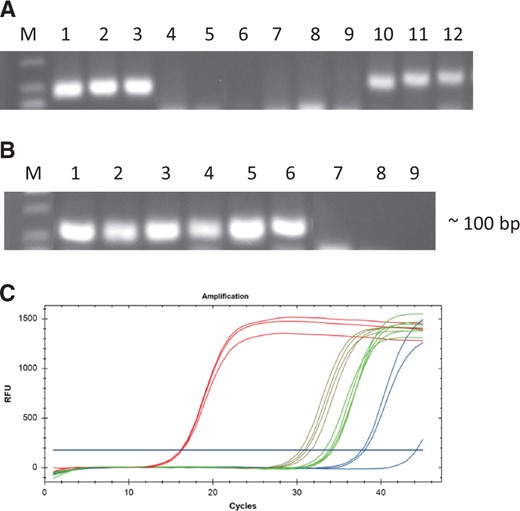 Evaluation of the RT activity of recombinant ACDMV and HubeiPV53 RdRp proteins by RT-qPCR. (A,B) RT-qPCR analysis using Human T-cell leukemia total RNA as template and ACTB primer; (A) M, DNA marker, 1–3, ProtoScript II used as enzyme in RT reaction, 4–6, negative control (no enzyme), 7–9, negative control (no template), 10–12, ACDMV-RdRp recombinant protein used as enzyme in RT reaction. (B) M, DNA marker, 1–3, HubeiPV53-RdRp recombinant protein used as enzyme in RT reaction, 4–6, cDNA synthesized by LunaScript Super mix kit, 7–9, negative control (no primer). (C) Amplification profiles of several commercial RT enzymes (red), compared to ACDMV RdRp (green) and HubeiPV53 RdRp (brown) as RT enzyme and negative controls (blue). The shift in Cq when the amplifications included ACDMV RdRp and HubeiPV53 RdRp as RT enzyme indicate a low abundance of amplifiable cDNA.