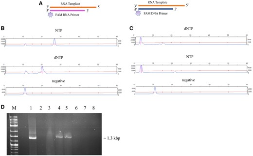 Nucleotide selection and primer extension by 3Dpol. (A) Schematic representation of FAM labeled RNA and DNA primer extension by 3Dpol. RNA template is shown in orange, RNA primer is shown in pink and DNA primer in blue. FAM labels are shown as light purple stars. (B) CE results of the extension of FAM-RNA primer; reactions contained 3Dpol, RNA template, FAM labeled RNA primer, and NTPs or dNTPs. (C) CE results of the extension of FAM-DNA primer; reactions contained 3Dpol, RNA template, FAM labeled DNA primer, and NTPs or dNTPs. (D) RT-PCR analysis using PCV2 transcript (ssRNA) as template and recombinant protein of FpPV2-RdRp and 3Dpol as RT enzymes; 1, ProtoScript II used as enzyme in RT reaction, 2, negative control (no enzyme), 3, negative control (no template), 4, FpPV2-RdRp (1 μM) recombinant protein used as enzyme in RT reaction, 5, FpPV2-RdRp (2 μM) recombinant protein used as enzyme in RT reaction, 6, 3Dpol (1 μM) recombinant protein used as enzyme in RT reaction, 7, 3Dpol (2 μM) recombinant protein used as enzyme in RT reaction, 7, 3Dpol (3 μM) recombinant protein used as enzyme in RT reaction, M, DNA marker.
