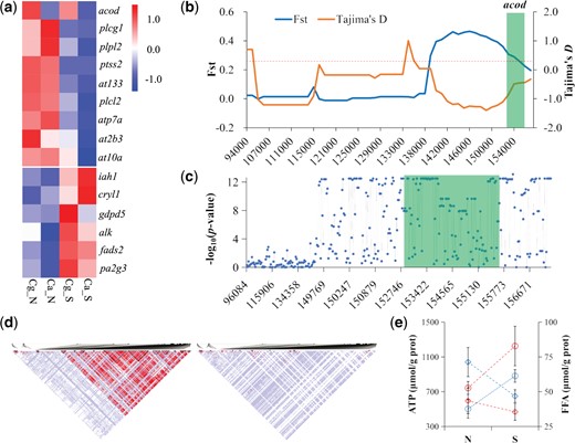 Characterization of environmentally responsive genes with selective signals associated with lipid and ATP metabolisms and related phenotypes. (a) Heatmaps for genes with selective signals that are highly expressed at northern (up) and southern (bottom) environments. (b) FST and Tajima’s D values of acod along the coding (marked in green), upstream and downstream noncoding regions. FST values and Tajima’s D values are plotted using a 10-kb sliding window. Numbers along the x axis indicate positions in the corresponding scaffold. Dashed line indicates top 5% significance level of FST values, where FST is 0.22. (c) Divergence for genotype frequency of SNPs in coding (marked in green), upstream and downstream noncoding regions of acod between the two species. The y axis represents log(10) transformed P value of χ2 test. (d) Linkage disequilibrium (LD) blocks in acod flanking regions (as depicted in b) in the southern Crassostrea angulata (left) and northern C. gigas (right). The red boxes indicate transcription start site (TSS). (e) ATP and free fatty acid (FFA) content of two species cultured at northern and southern habitats. Red and blue dashed lines indicate the northern and southern oyster species, and circles and diamonds indicate the content of ATP and FFA, respectively. Error bars represent SD values. Ca, C. angulata; Cg, C. gigas; N, northern habitat; S, southern habitat. Cg_N and Ca_S indicate oysters in their native habitats.