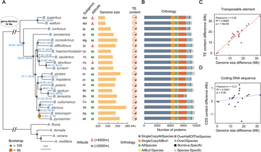 Phylogenetic, genomic, and proteomic comparisons of 19 bumblebee species representing all 15 Bombus subgenera. (A) From left to right: the maximum-likelihood molecular species phylogeny built from 2,918 concatenated single-copy orthologous groups from all sequenced bumblebees and honeybee outgroups using IQ-TREE. Node labels in blue are of the following format: gCFs | sCFs. Branches scaled by relative number of substitutions; red asterisks after species names indicate the five species with chromosomal-level assemblies; the subgenus that each bumblebee species belongs to (Md, Mendacibombus; Bi, Bombias; Kl, Kallobombus; Mg, Megabombus; St, Subterraneobombus; Or, Orientalibombus; Th, Thoracobombus; Ps, Psithyrus; Cu, Cullumanobombus; Sb, Sibiricobombus; Ag, Alpigenobombus; Ml, Melanobombus; Pr, Pyrobombus; Al, Alpinobombus; Bo, Bombus); altitude of species collection site (red triangle: extreme high altitude; green rectangle: low-altitude); and genome assembly size of each sequenced species; fraction of TEs (brown) in each genome. (B) Bar plots show total gene counts for each bumblebee partitioned according to their orthology profiles, from ancient genes found across bumblebees to lineage-restricted and species-specific genes. (C, D) The contribution of TE and CDS to genome size variation across bumblebees, respectively. Differences in the total content of TEs (C) and CDS (D) of the 19 genomes relative to that of Bombus superbus (which has the smallest genome assembly size) are plotted against their genome size differences (relative to that of B. superbus).