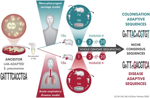 In vivo experimental evolution of S. pneumoniae. D39 (ancestor) was grown on agar, colonies resuspended in PBS and mice intranasally infected with 10 µl (carriage model, ten mice) or 50 µl (pneumonia model, ten mice) inoculum. The 20 infected mice were treated as founders of independent pneumococcal lineages. After each passage, which was 7 days for carriage, 48 h for pneumonia, pneumococci were recovered from nasopharynx, in the carriage model, or lungs, in the pneumonia model and, after minimal passage on agar, introduced into a new mouse for the next round of passage. At every passage and at the final (20×) passage, pneumococci were stored for future analysis, including whole genome sequencing for identification of adaptive mutations associated with colonization of nasopharynx or lungs.