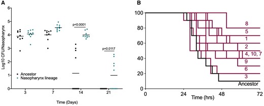 Tissue-passaged pneumococci show evidence of niche adaptation. Mice were infected with the ancestral D39 population or 20 times passaged lineages from (A) nasopharyngeal carriage (lineage 1) or (B) pneumonia models. (A) Mice were infected with 1 × 105 CFU of the ancestor or nasopharynx lineage 1 to induce asymptomatic carriage. Bacterial numbers in nasopharynx were determined by serial dilution of tissue homogenates onto blood agar at days 3, 7, 14, and 21 postinfection. P-values are from two-way ANOVA with Sidak’s multiple comparison test. (B) Mice were infected with 1 × 106 CFU of the ancestor or one of the ten lung-passaged lineages to induce pneumonia (n = 10 per group). Mice were monitored for signs of disease and culled once lethargic. Survival curves were compared by Mantel–Cox log-rank test (table 1). Labels show lineage numbers.