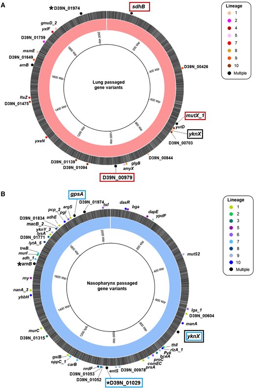 Fixed nonsynonymous mutations identified in 20 times passaged S. pneumoniae lineages evolved in mouse lungs or nasopharynx. Genome maps of the D39 ancestor assembly, highlighting the nonsynonymous single nucleotide polymorphisms identified in 20 times passaged pneumococci from the lung (A) or nasopharynx (B). Labels show the name and position of the gene in which the SNP occurs, with the circles colored according to the lineage where the variant was identified. Black indicates SNPs identified in multiple lineages. Potential examples of parallel evolution are highlighted in red boxes for the lung and blue boxes for the nasopharynx evolved lineages. The same SNP in the yknX gene was identified in two nasopharynx lineages, with a separate SNP identified in one lung lineage. This gene is highlighted with a black box. The mutations for all genes are defined in supplementary data set 1, Supplementary Material online, and *’s indicate those genes where different mutations were observed in separate lineages. Variants in arnB and D39N_ 01974 were also identified in the ancestor and control passage.