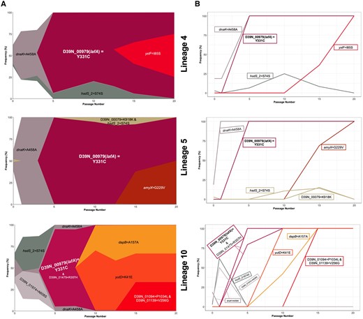 Success of lafA polymorphisms in lung-passaged pneumococcal lineages. (A) Muller plots showing genotype ancestry and frequency for lineages 4, 5, and 10 of lung-passaged pneumococci. The genotype associated with the D39N_00979 (lafA) SNP is shown in maroon. For lineages 4 and 5, this genotype is uniquely associated with this SNP, whereas in lineage 10 the genotype is also defined by a nonsynonymous mutation in D39N_01475. Additional colors are arbitrary but other successful genotypes containing nonsynonymous SNPs are labelled. The ancestral genotype is in white. (B) Genotype frequency plots. Where multiple variants define a genotype, order of acquisition is uncertain.