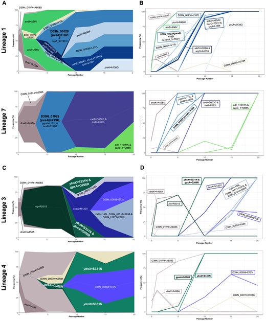 Parallel evolution in nasopharynx-passaged pneumococci. (A) Muller plots showing the emergence and success of D39N_01029 (pvaA) variants in nasopharynx-passaged lineages 1 and 7. The pvaA-associated genotype is shown in teal. Additional colors are arbitrary but other successful genotypes or those originating from the ancestor population are labelled. (B) Genotype frequencies for lineages 1 and 7. (C) Muller plots showing the emergence and success of gpsA and yknX variants in nasopharynx-passaged lineages 3 and 4. The gpsA and yknX genotypes are shown in shades of green. The two variants are associated with a single genotype in lineage 3. A shared nonsynonymous variant in D39N_00558 is shown in purple. Additional colors are arbitrary. (D) Genotype frequencies for lineages 3 and 4.