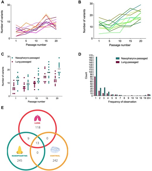 Variant dynamics in niche-passaged pneumococci. (A) Number of variants identified per passage in ten S. pneumoniae lineages during passage through murine lungs in a pneumonia model. Each line represents an independently evolving lineage (n = 1 per lineage, per timepoint). (B) Variants per passage for ten independently evolving nasopharynx-passaged lineages in a murine carriage model (n = 1 per lineage, per timepoint). (C) Comparison of variant numbers per passage in nasopharynx and lung passaged pneumococci. Each dot represents data from a single lineage. Data are a composite of those in (A) and (B) and are included for clarity. (D) Number of times each unique variant was detected. Data are from a composite of all passages of all lineages. For example, if the same variant is detected at passages 1 and 5 in lineage 2 and at passage 20 in lineage 3, but is not found in other lineages, it would be recorded as a count of 3. (E) Venn diagram showing unique variants in nasopharynx-, lung-, or lab (control) passaged lineages. Here, each variant is counted only once, regardless of the number of times it was detected.