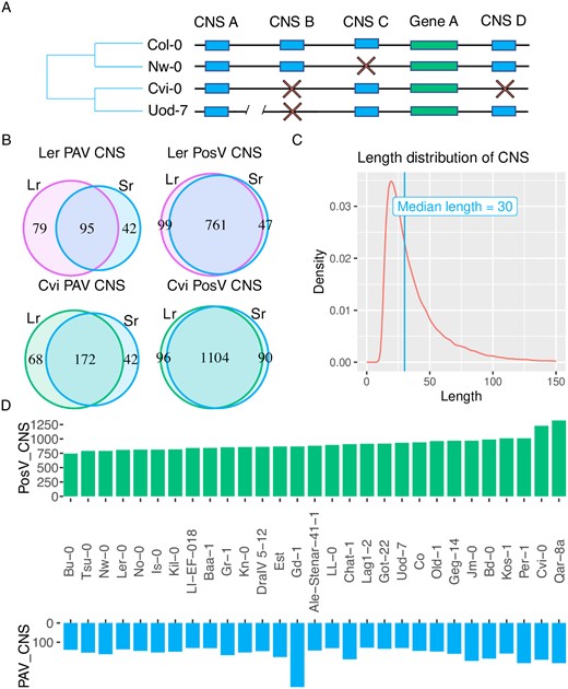 (A) A model depicting intraspecific variation in CNS content. Blue blocks represent conserved non-coding sequences (CNS) and green blocks represent genes. CNS may occur upstream or downstream genes. Red “X” characters depict the failure to identify a CNS in an A. thaliana accession in the position at which we find the CNS in the reference accession Col-0. CNS A in accession Uod-7 is found at a location other than where it is found in Col-0 as demarcated by the genomic position break. Therefore, in accession Uod-7, CNS A displays PosV. (B) Venn diagrams comparing the CNS variation observed in identical accessions between publically available long-read (Lr) genome assemblies and those generated with short-reads (Sr) in this study. (C) The length distribution in base-pairs of the 62,916 CNS studied here showing a minimum sequence length of fifteen base-pairs, and a median of thirty base-pairs. (D) A mirrored bar chart showing the number of PosV (top) and PAV (bottom) CNS identified in each accession in this study. Accessions are sorted by the number of PosV CNS.