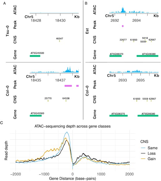 Genome browser tracks are shown for two different syntenic regions. (A) Shows loss of CNS 64538 and 25770 associated with loss of ATAC-seq peaks downstream the locus AT5G45500. Part (B) demonstrates a gain of CNS 22677 associated with the gain of a CNS peak upstream the locus AT5G08370. Coordinates are relative to each genome assembly. Thus orthologous sequences may have different coordinates due to insertions or deletions occurring in upstream coordinates. (C) ATAC-sequencing depth is shown surrounding orthologous genes with either the same (blue), less (black), or more (orange) CNS associated with them relative to the reference accession Col-0.”