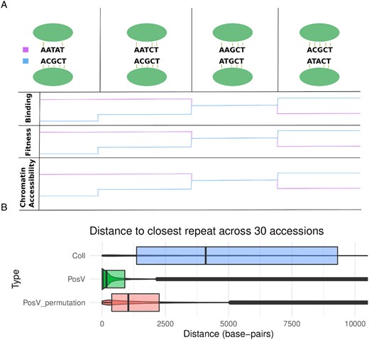Hypothesized changes to transcription factor binding, fitness, and chromatin accessibility around two regions of DNA: the new PosV CNS location (top, blue), and the ancestral position as observed in Col-0 (bottom, pink). Each column in the first row depicts a snapshot of the state of the two CNS locations as time progresses along the x-axis. The hypothesized changes to TF binding, organism fitness, and chromatin accessibility align with the different time points, the breaks of which indicate a mutation occurring in both sequences.