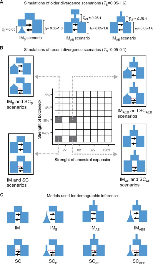 Simulation scenarios and models used for demographic inference. Times are given in units of 4NREF generations. (A) We simulated data under an IM scenario with divergence times from 0.05 to 1.6. In IMB scenarios one population experiences a contraction to 1–64% of its previous size at time TB followed by exponential growth. The IMAB scenario reflects an ancestral population size contraction followed by expansion. In the IMAE scenario, the ancestral population undergoes an expansion. For both AB and AE scenarios, we tested a range of times (0.25, 0.5, 1) and strengths of the ancestral contraction (AB = 1/4, 1/16, 1/64 of previous size) and expansion (AE = 4×,16×,64× the ancestral Ne). (B) Simulations of recent divergence scenarios, with a TS of 0.05 for IM scenarios and 0.1 for SC scenarios. Data were simulated under the IM and SC scenarios with 64 possible combinations of ancestral expansions and bottlenecks. Simulations were ran both with symmetric and asymmetric migration, for a total of 256 demographic scenarios. (C) demographic models used for inference with moments and dadi, that is, the basic IM and SC models as well as modifications that include an ancestral population size change as well as a bottleneck followed by growth in one of the daughter populations. Migration rate is asymmetric (i.e., different m12 and m21 parameters) in all inference models. For the analyses of the empirical data, we used the models graphically represented in panel C, and modifications of these models accounting for heterogeneity in migration rates (2M) and Ne (2N models) across the genome, as well as modifications accounting for both (2N2M models).